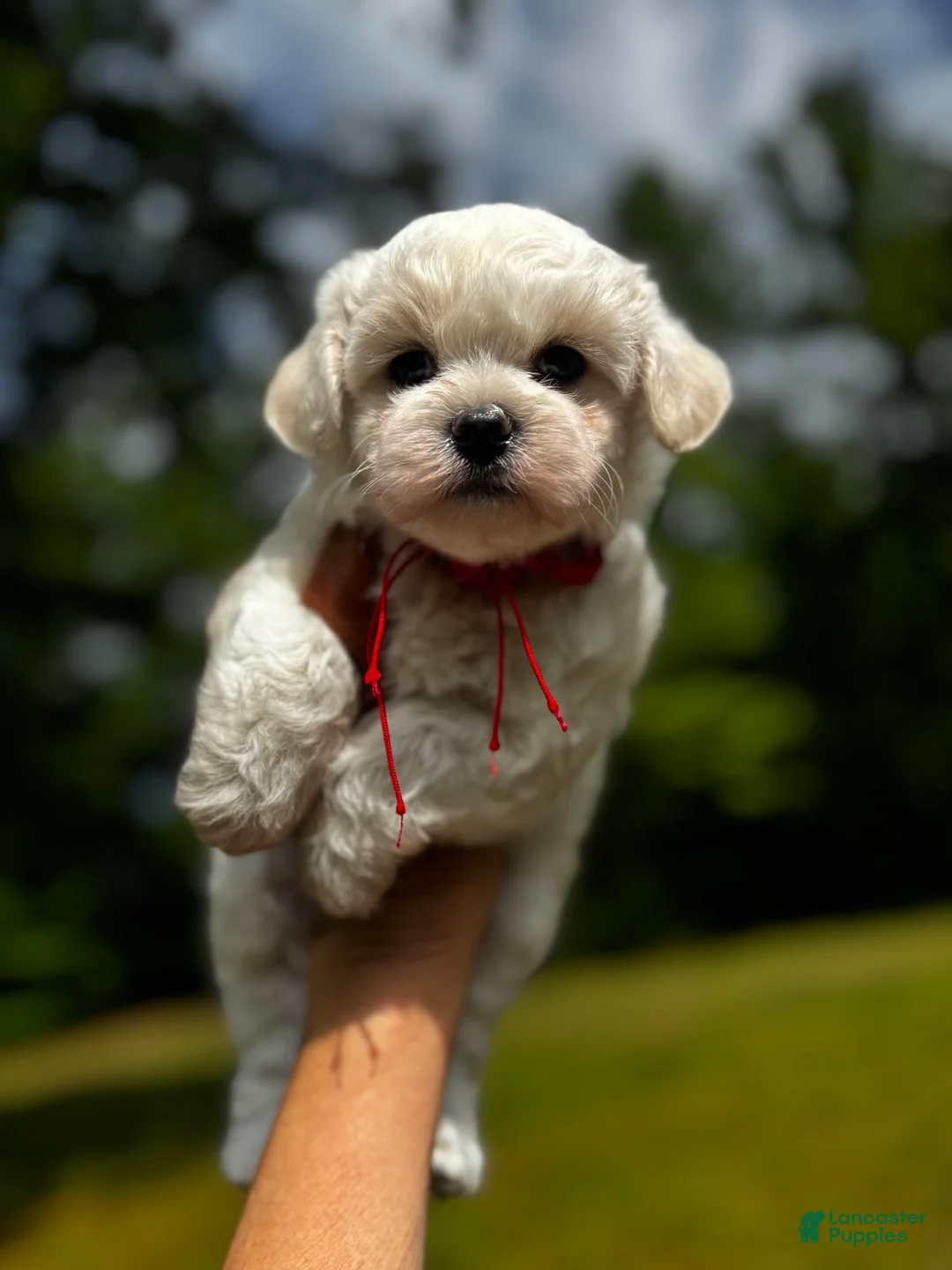 Maltipoo dogs for sale: LEO-1 - Ad 2