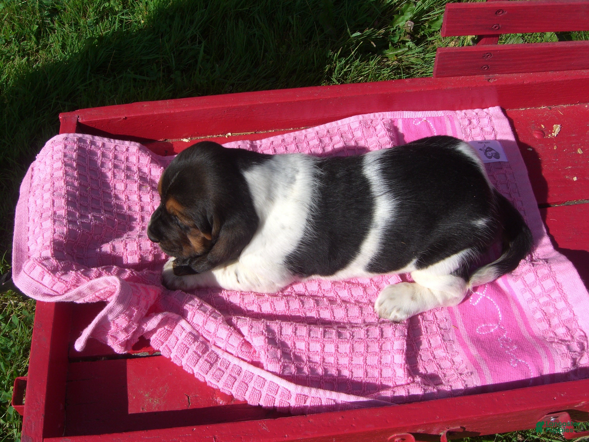 Basset Hound dogs Beatrice - Ad 2