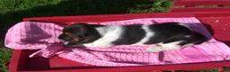 Basset Hound dogs for sale: Beatrice - Ad 2