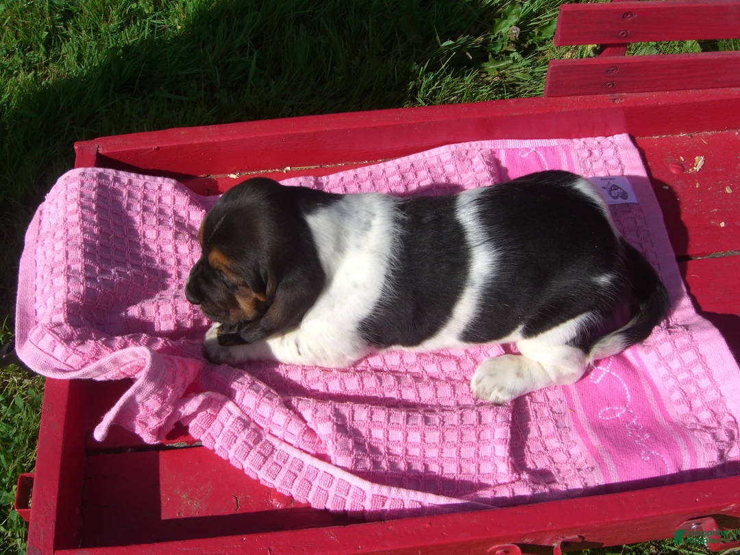 Basset Hound dogs for sale: Beatrice - Ad 2