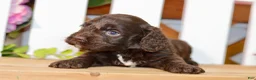 Cockapoo dogs for sale: Claire - Ad 3