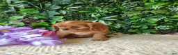 Cavalier King Charles Spaniel dogs for sale: Belle - Ad 4