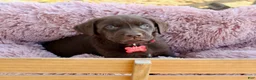 Labrador Retriever dogs for sale: Red Collar - Ad 4