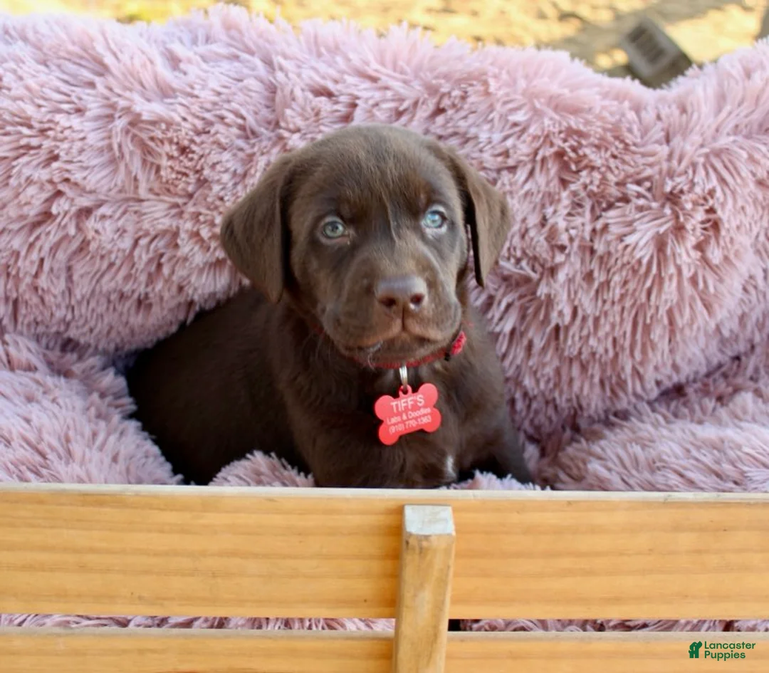 Labrador Retriever dogs for sale: Red Collar - Ad 4