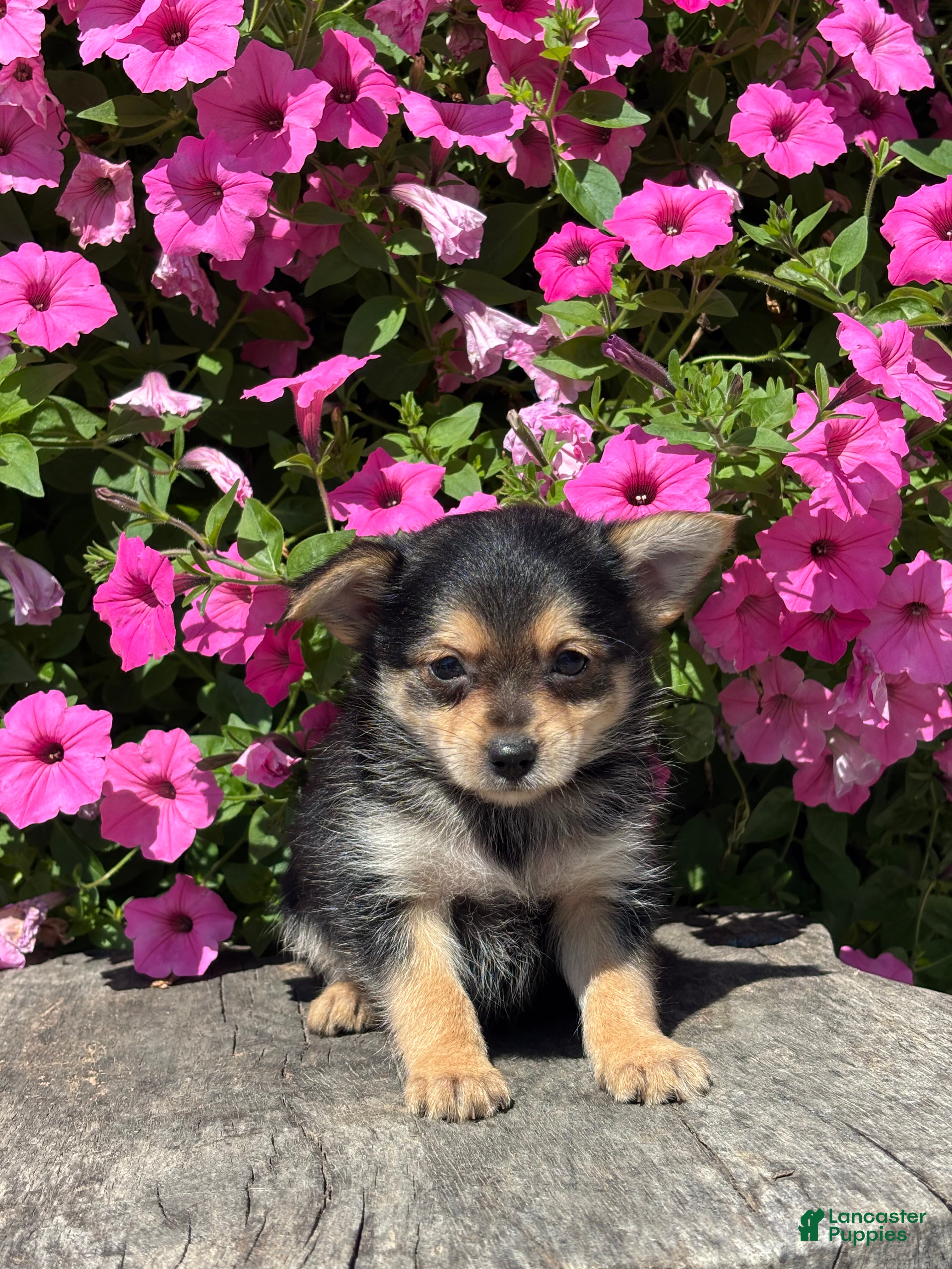 Mixed Breed dogs Lucas - Ad 1
