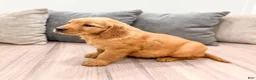 Golden Retriever dogs for sale: Betty - Ad 6