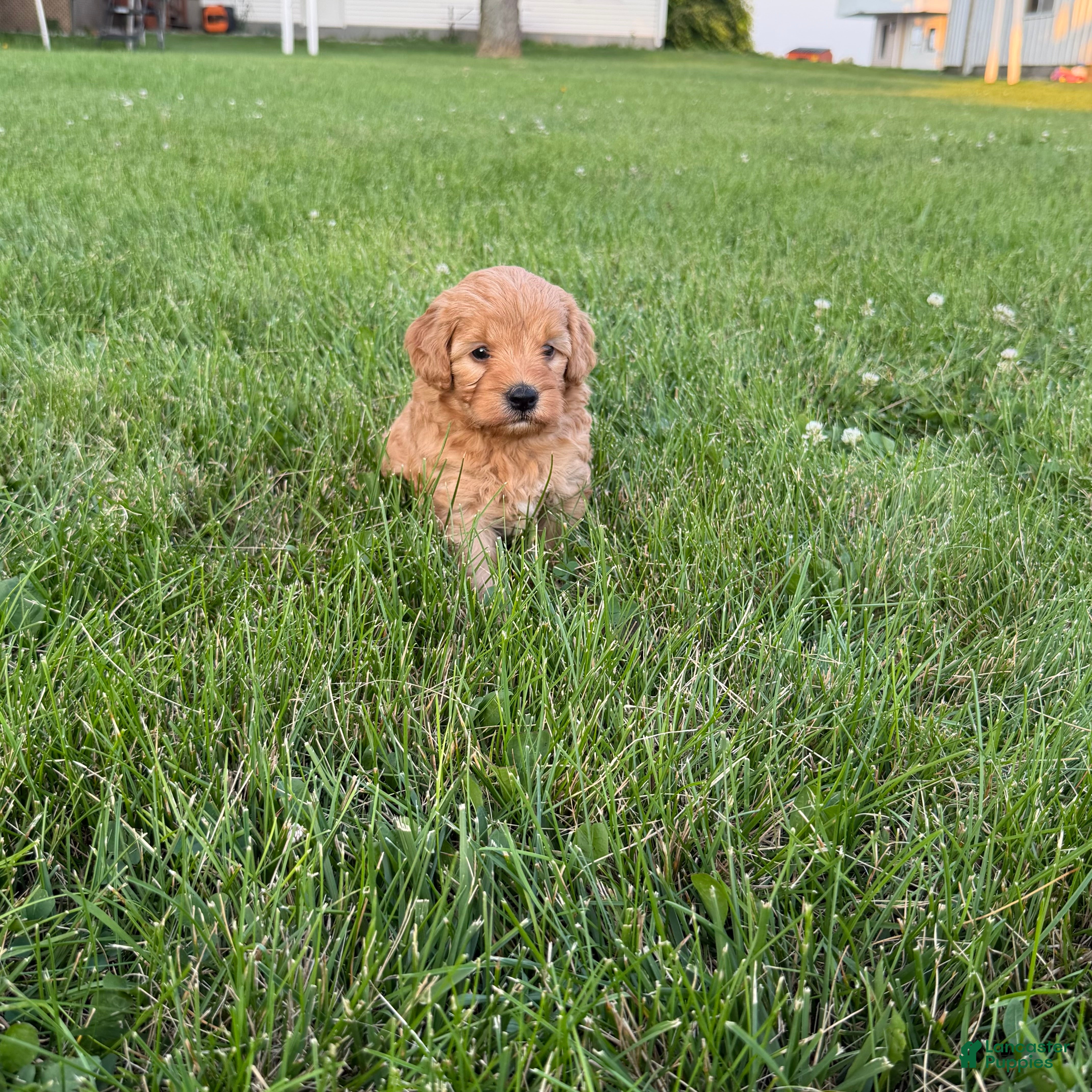 Mini Goldendoodle dogs Jazz Mini Goldendoodle  - Ad 1