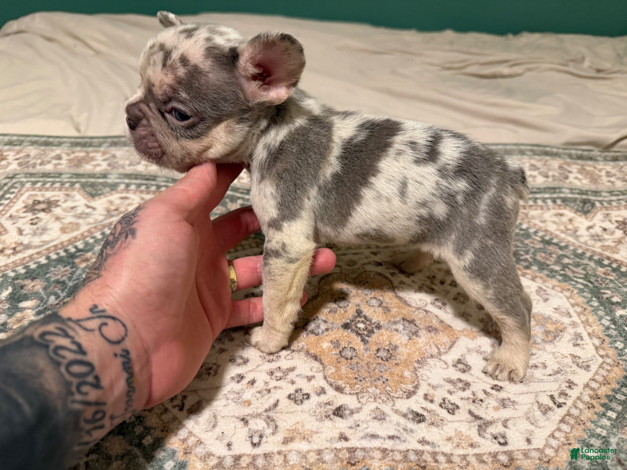 French Bulldog dogs French Bulldog 3 - Ad 1