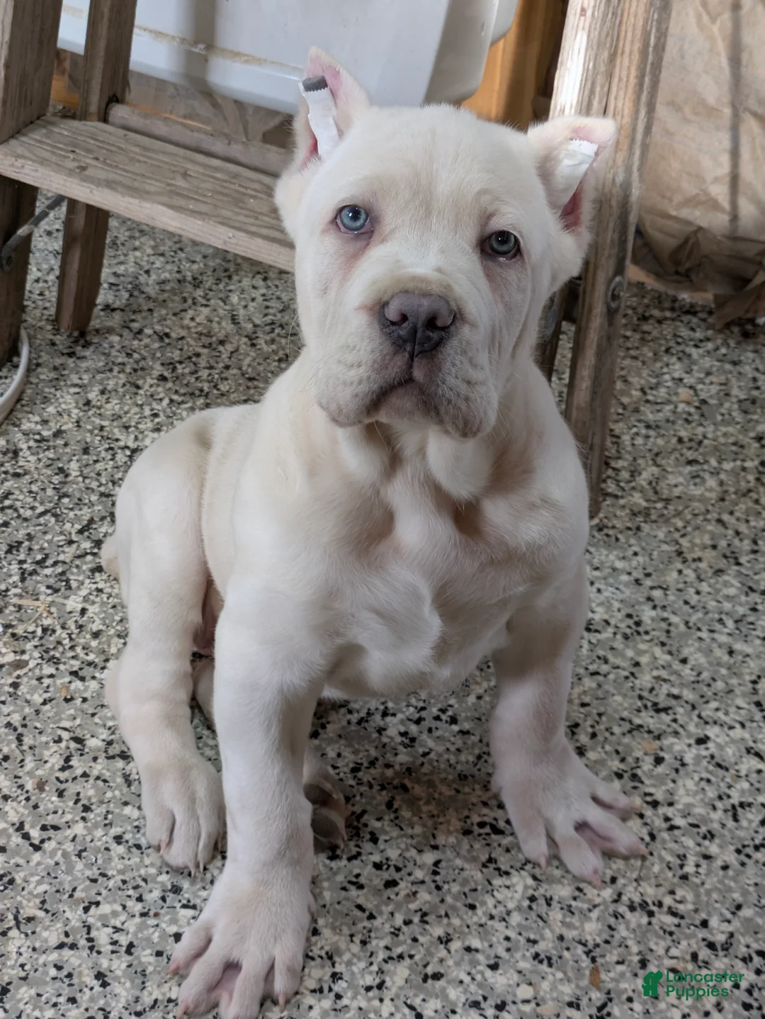 Cane Corso dogs for sale: Cane Corso Puppy 1 - Ad 1