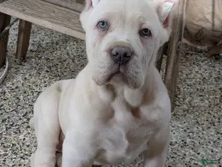 Cane Corso dogs Cane Corso Puppy 1 - Ad 1