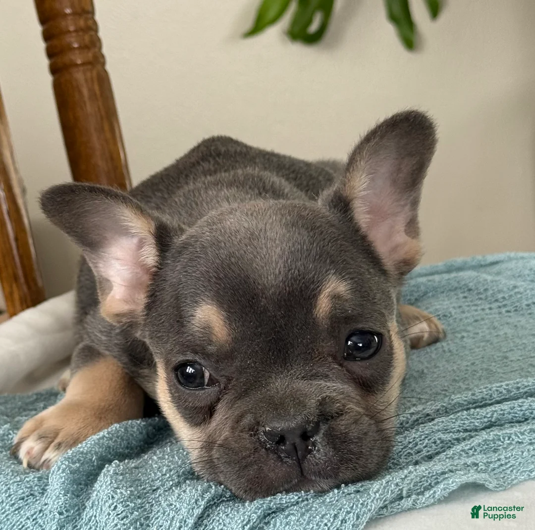 French Bulldog dogs for sale: Wyatt - Ad 17