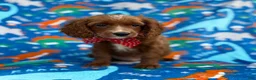 Cavapoo dogs for sale: Pongo - Ad 2