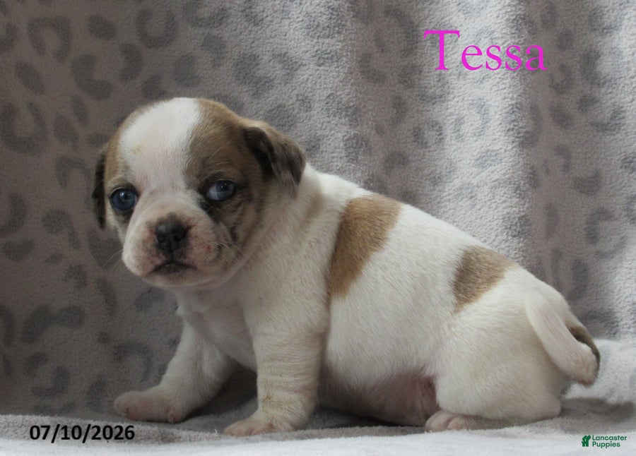 Jug dogs Tessa - Ad 2