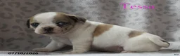 Jug dogs for sale: Tessa - Ad 2