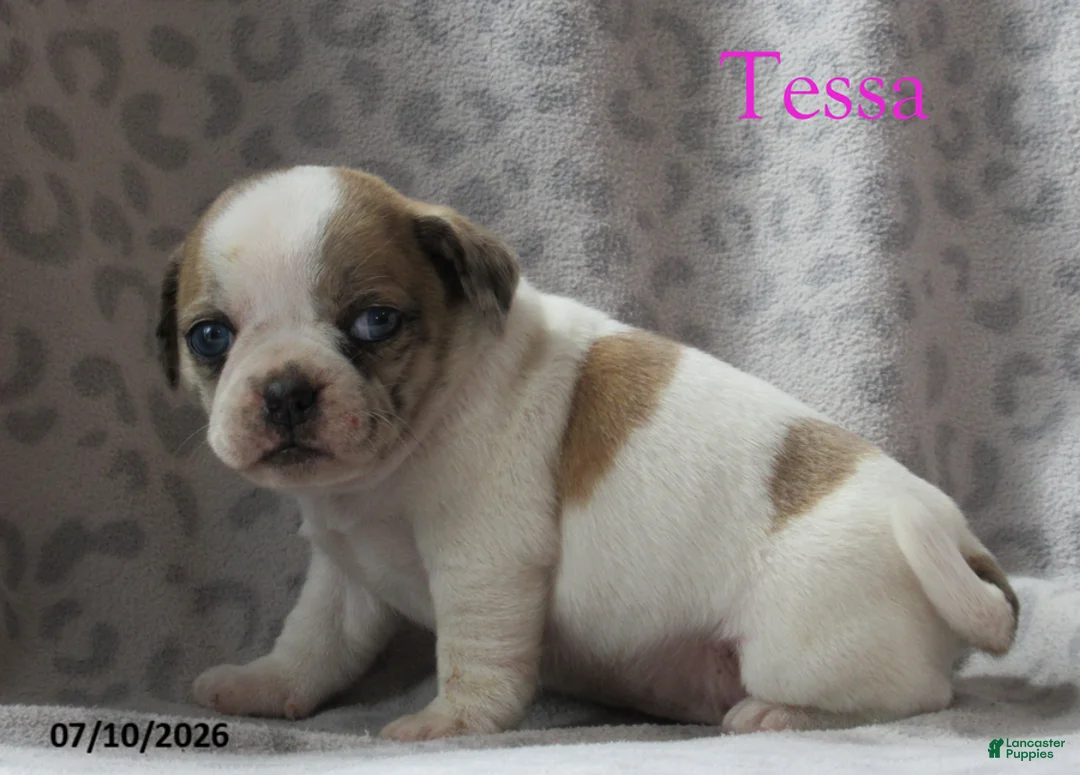 Jug dogs for sale: Tessa - Ad 2