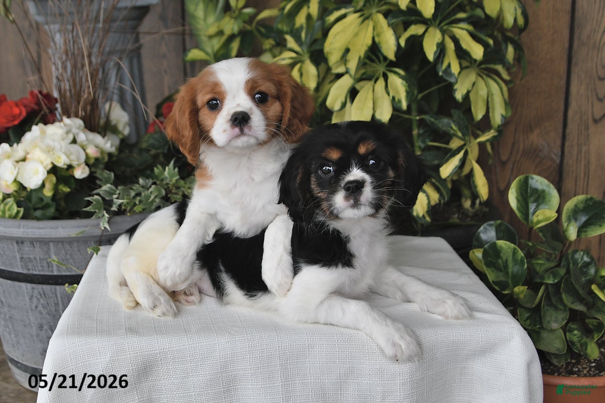 Cavalier King Charles Spaniel dogs Dolly - Ad 2