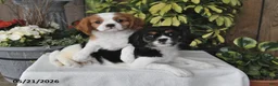 Cavalier King Charles Spaniel dogs for sale: Dolly - Ad 2