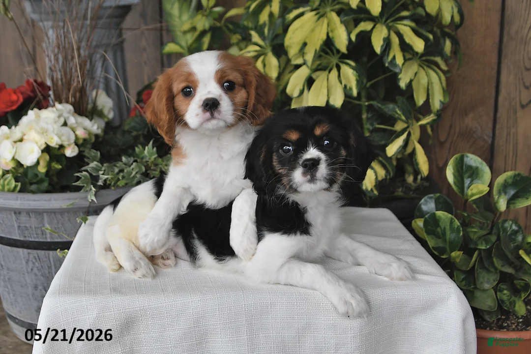 Cavalier King Charles Spaniel dogs for sale: Dolly - Ad 2