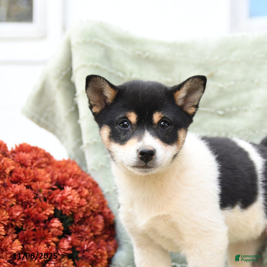 Shiba Inu dogs for sale: Tulip - Ad 5