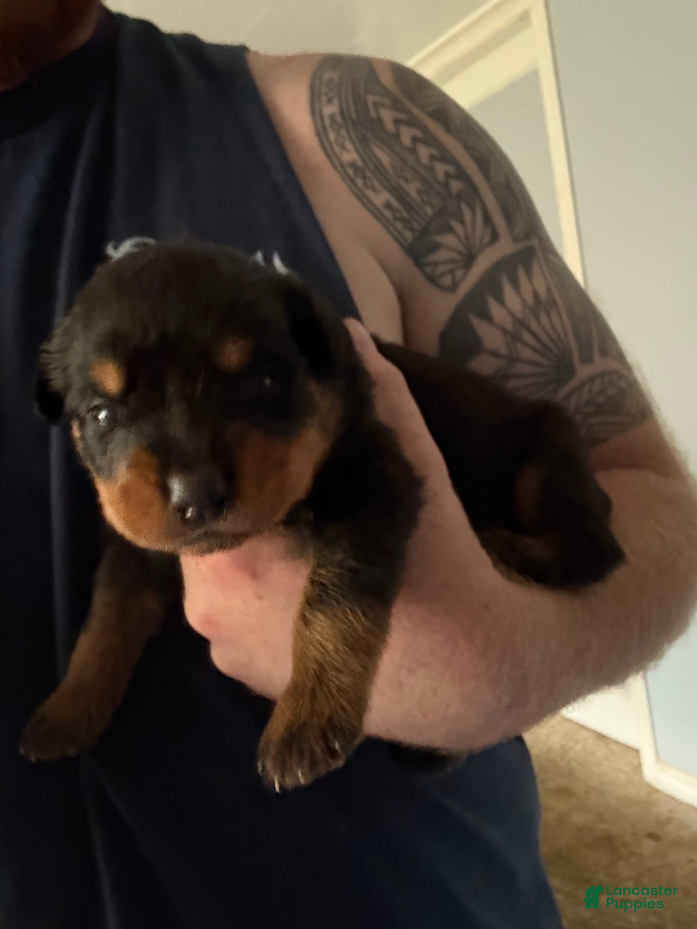 Rottweiler dogs Rottweiler 3 - Ad 40