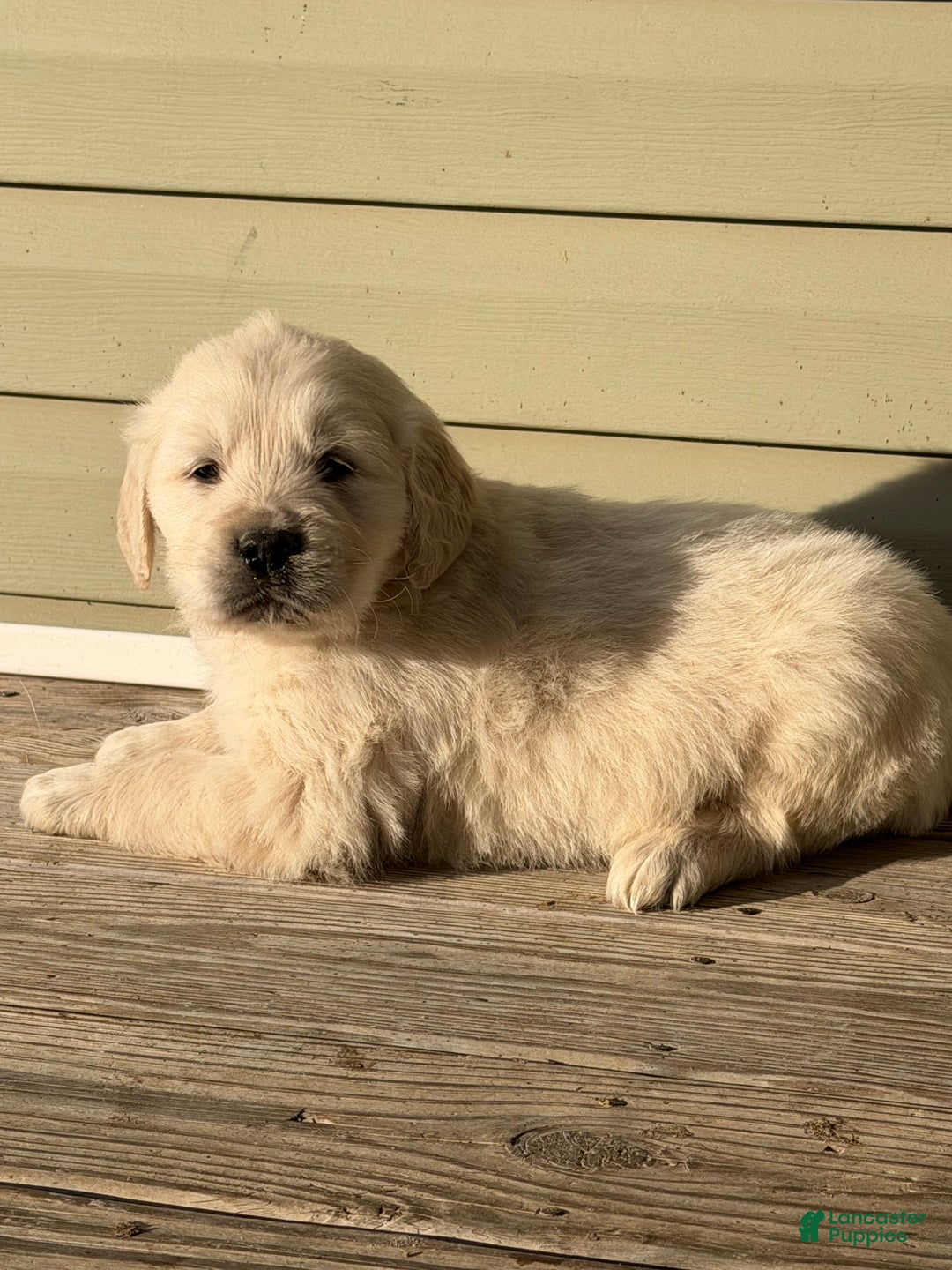 Golden Retriever dogs for sale: Dustin - Ad 2