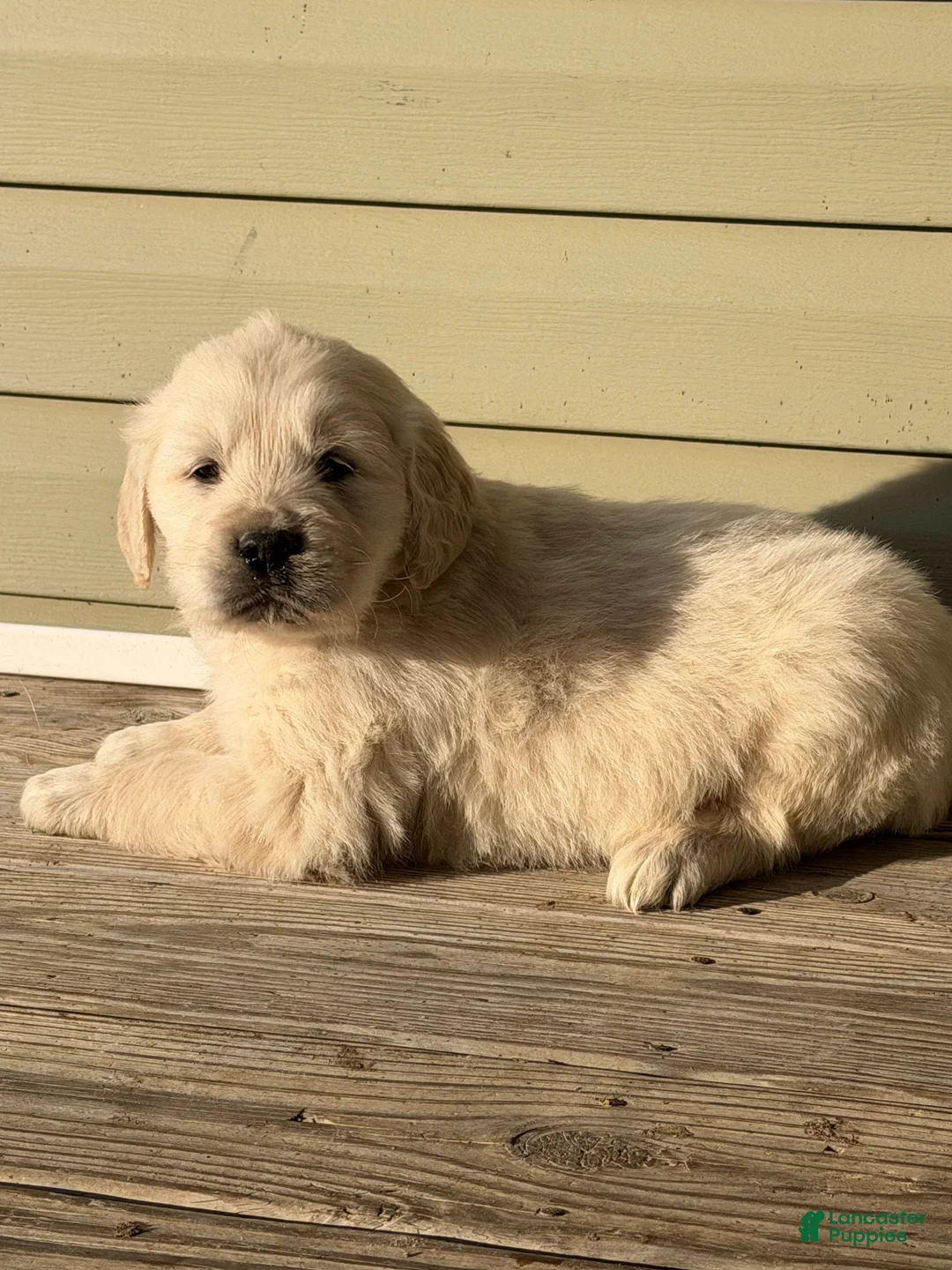 Golden Retriever dogs for sale: Dustin - Ad 2