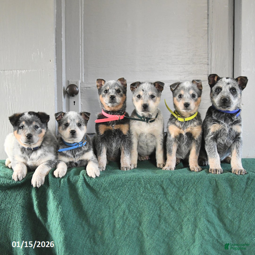 Australian Cattle Dog dogs for sale: Mars  - Ad 3