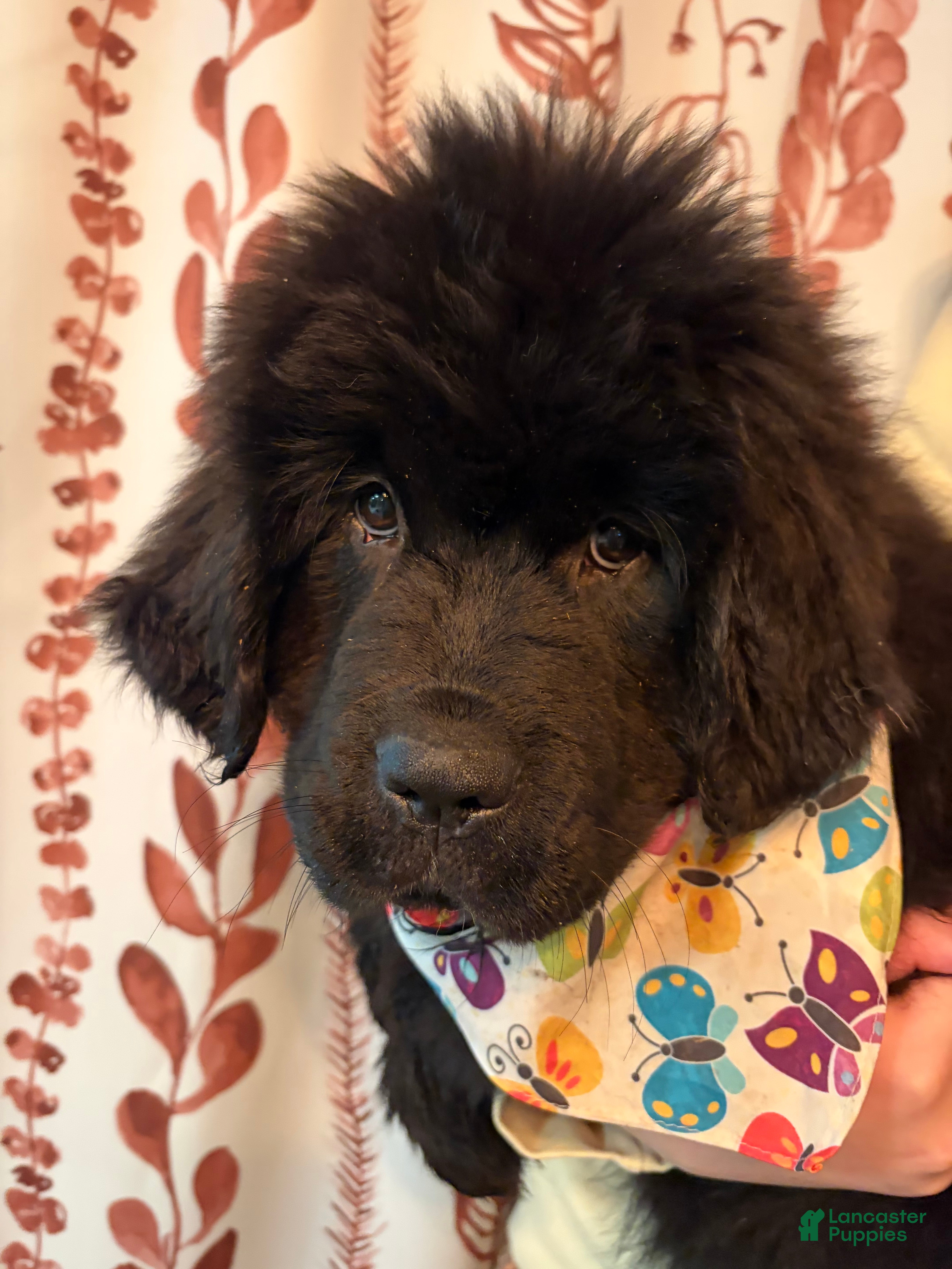 Newfoundland dogs Monarch - Ad 1