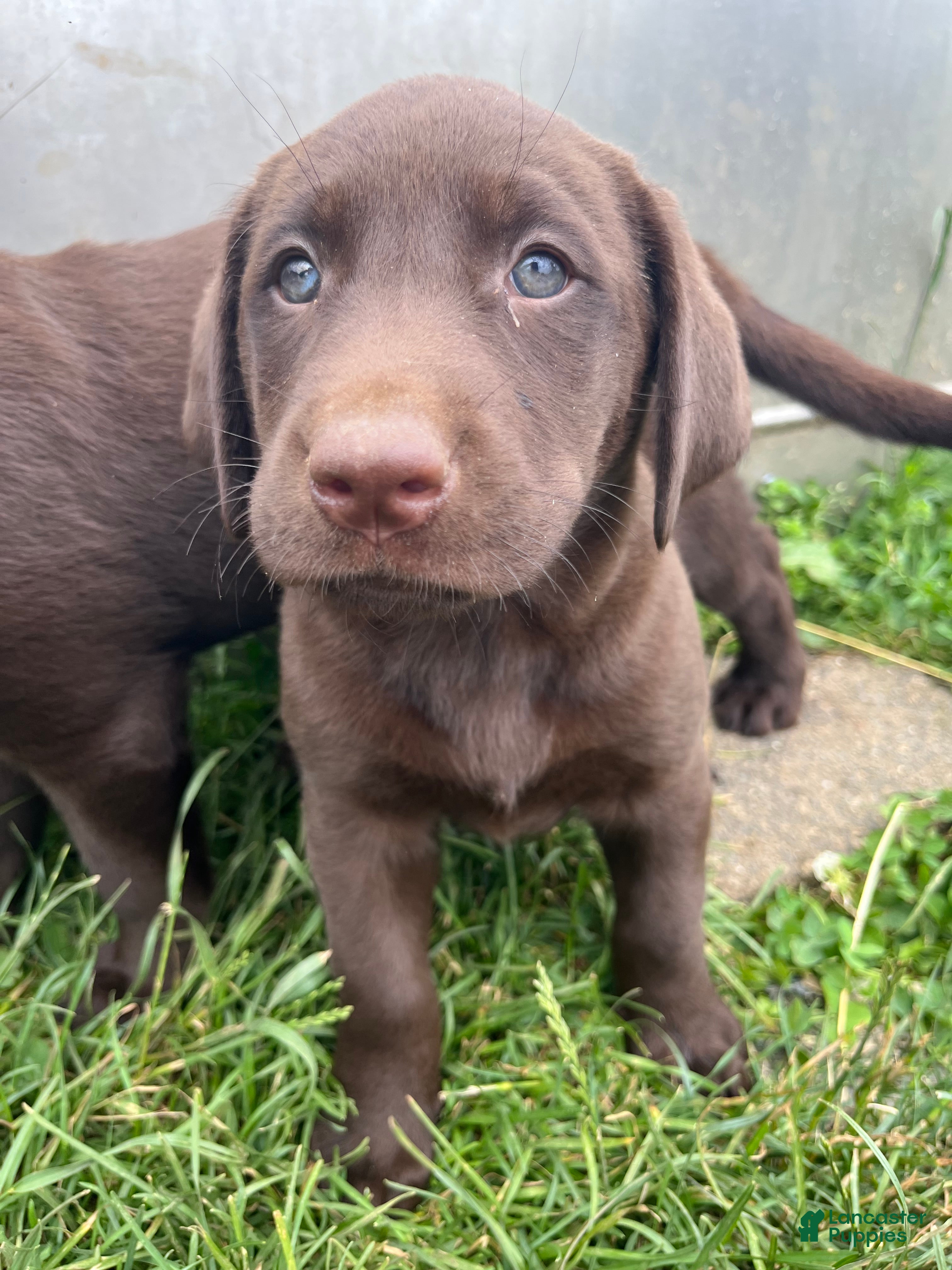 Labrador Retriever dogs Savannah - Ad 18