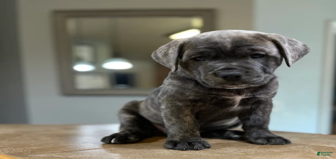 Gallery Image {{count}}