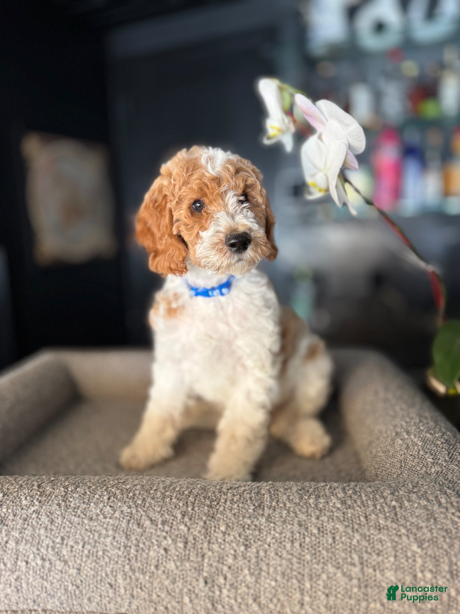 Goldendoodle dogs Hank - Ad 5