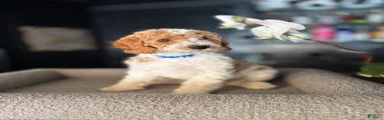 Hank