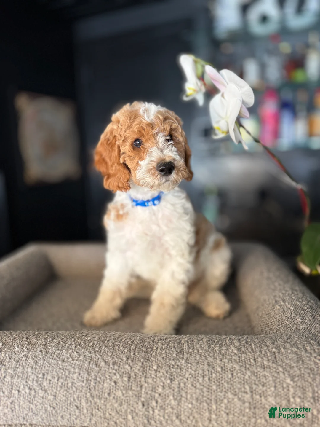 Goldendoodle dogs for sale: Hank - Ad 1