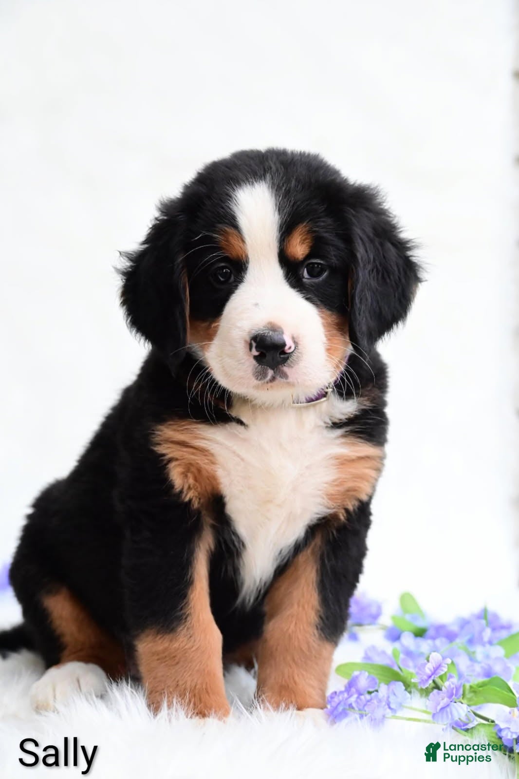Bernese Mountain Dog dogs Sally  - Ad 2