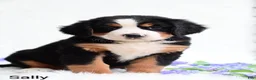 Bernese Mountain Dog dogs for sale: Sally  - Ad 2