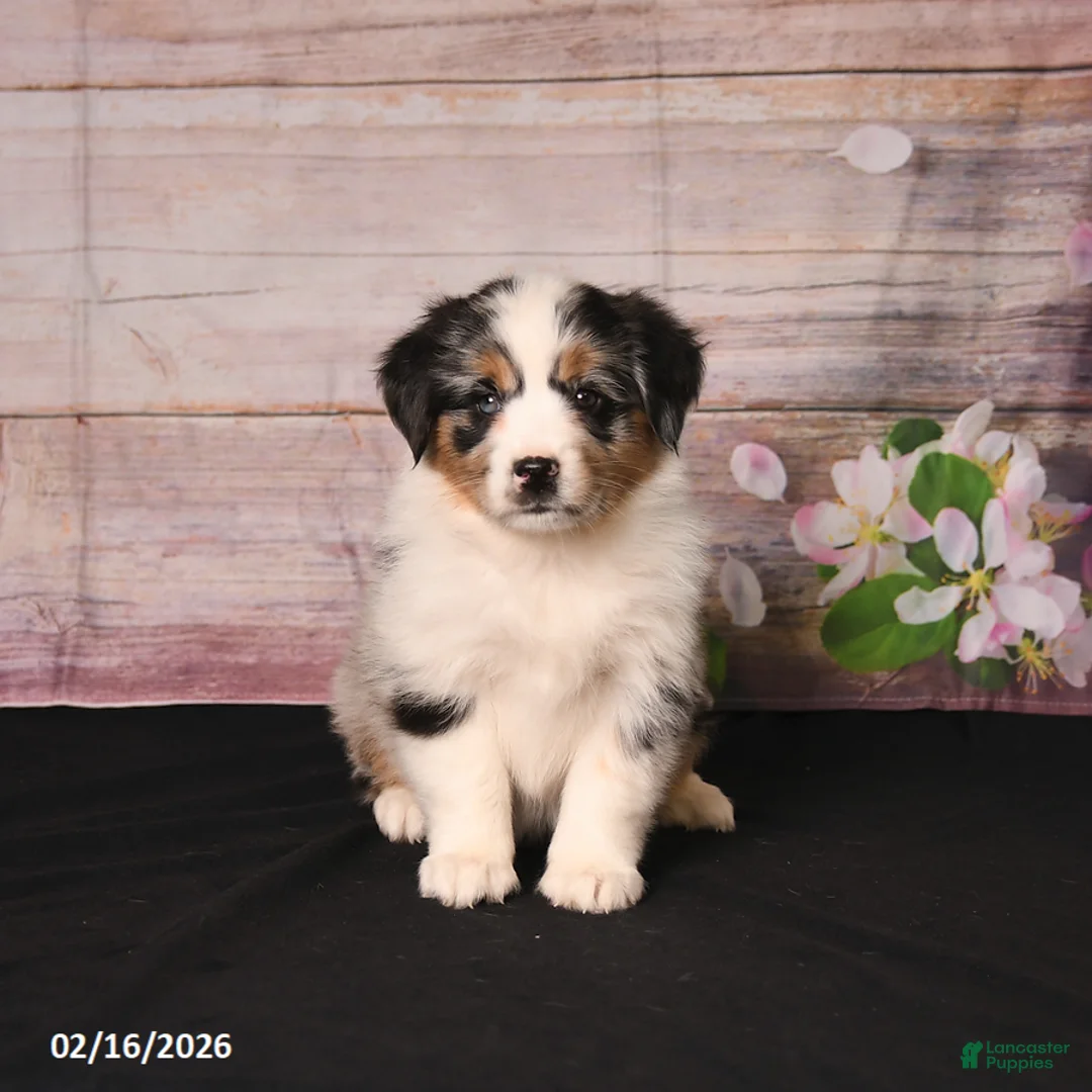 Miniature Australian Shepherd dogs for sale: Tilly - Ad 4