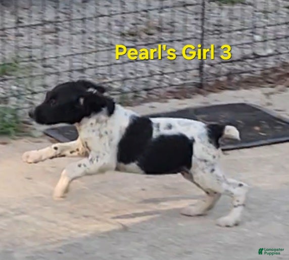 Brittany Spaniel dogs AKC/UKC French Brittany girl 3 - Ad 2