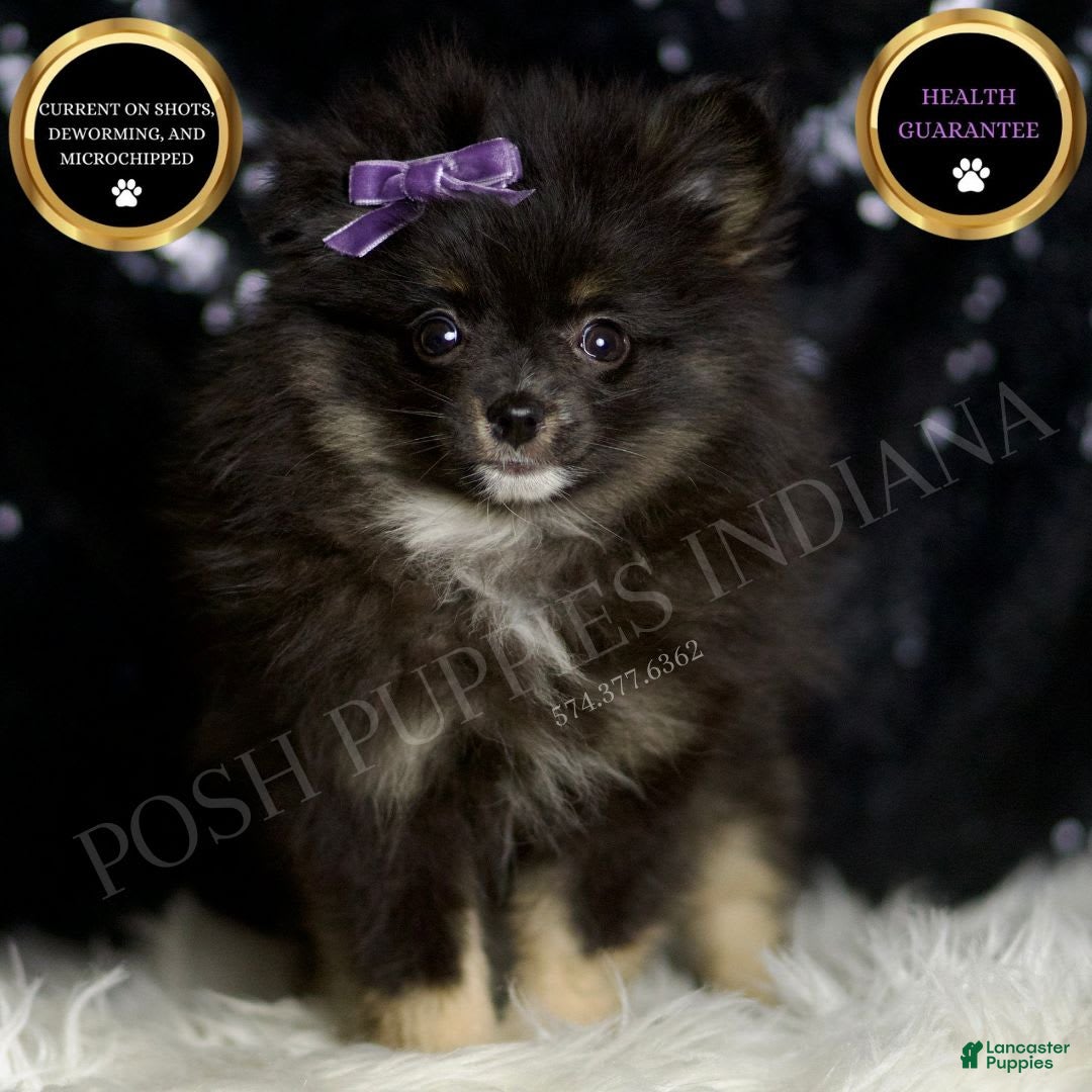 Pomeranian dogs Puffy - Ad 2