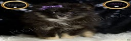 Pomeranian dogs for sale: Puffy - Ad 2