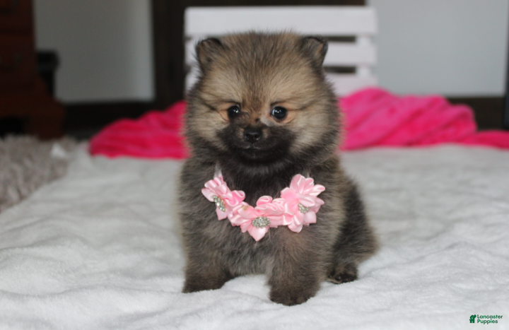 Pomeranian dogs Zoey - Ad 1