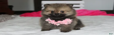 Zoey