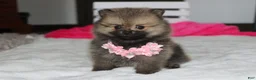 Pomeranian dogs for sale: Zoey - Ad 1