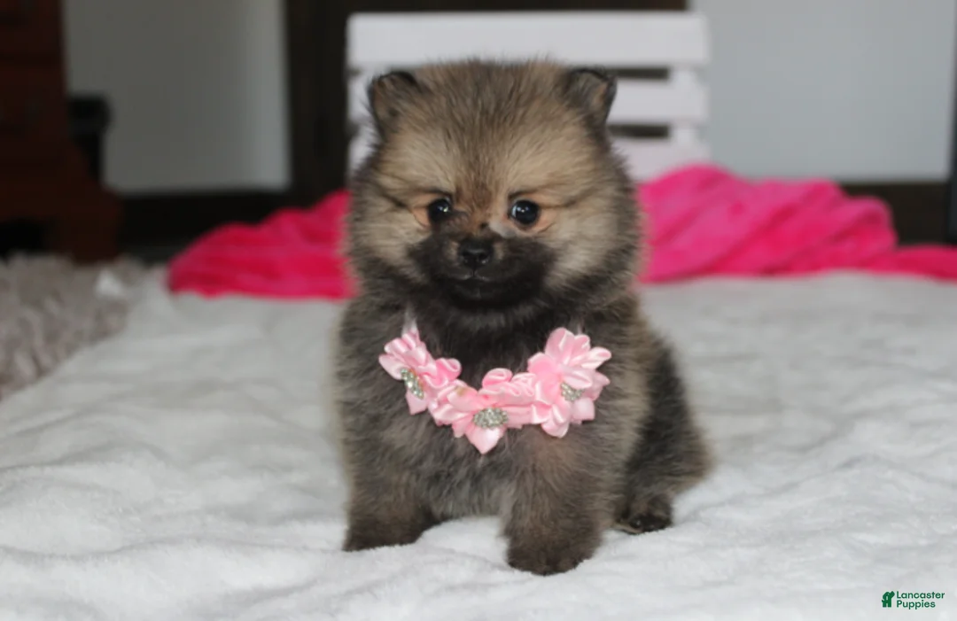 Pomeranian dogs for sale: Zoey - Ad 1