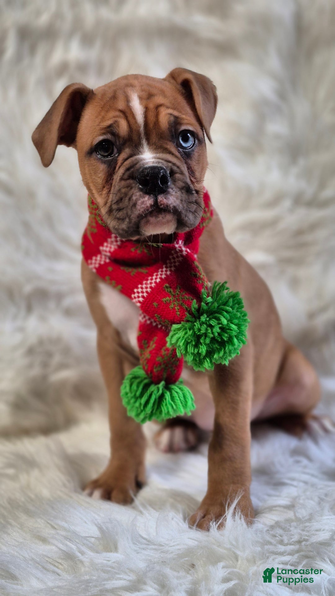 Boxer dogs for sale: Bella  - Ad 5