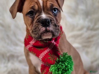 Boxer dogs Bella - Ad 25