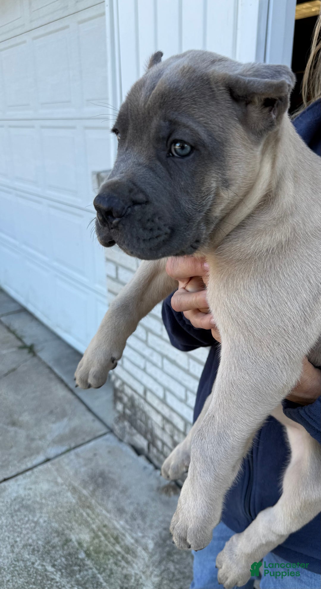 Cane Corso dogs for sale: Zeus - Ad 6
