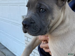 Cane Corso dogs - Ad 41