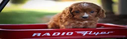 Cavapoo dogs for sale: Kristina   - Ad 18