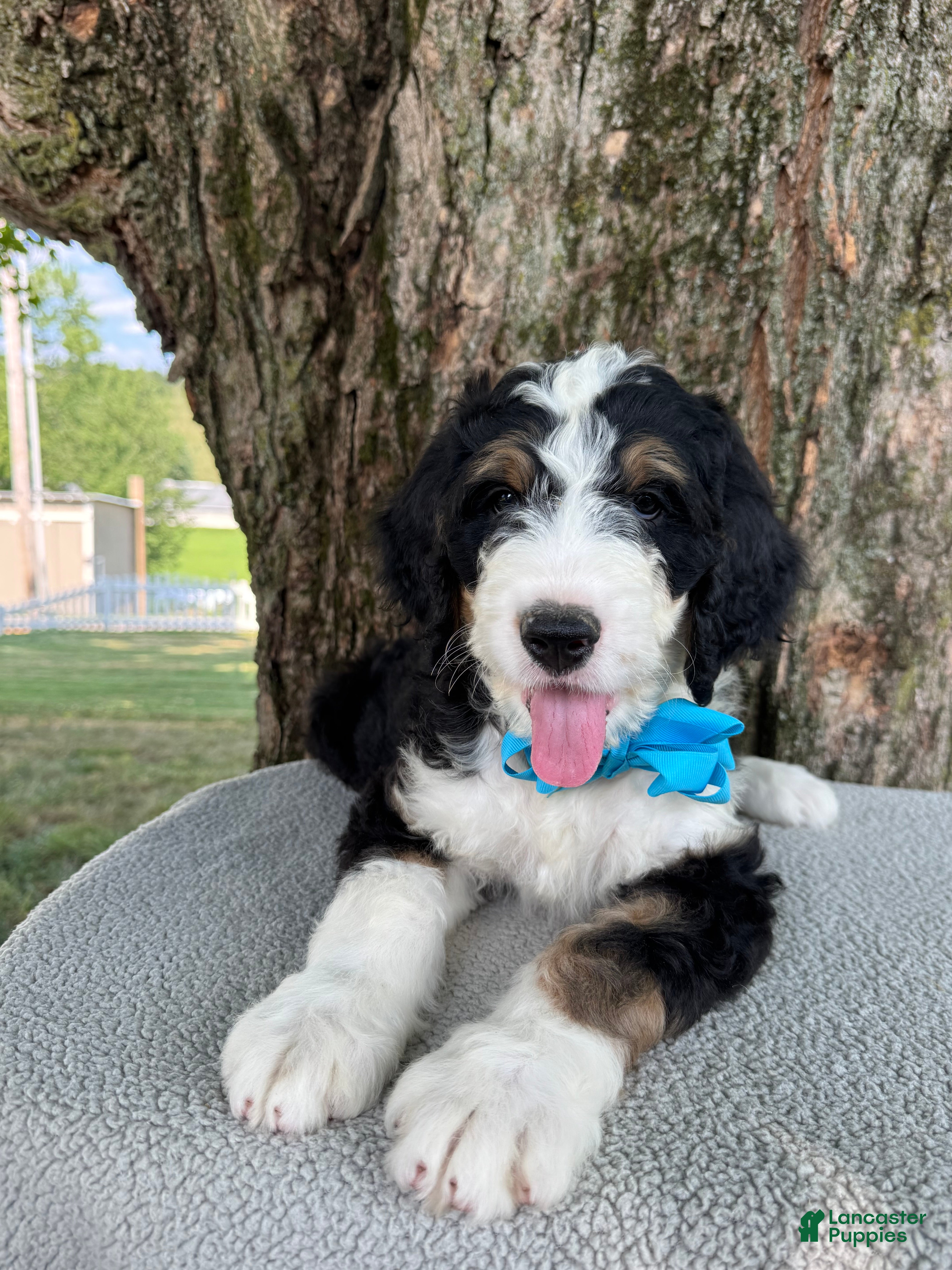 Bernedoodle dogs George  - Ad 1