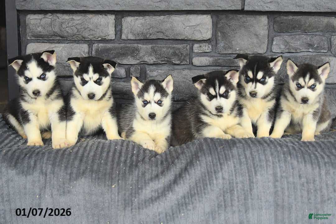 Siberian Husky dogs for sale: Blaze - Ad 5